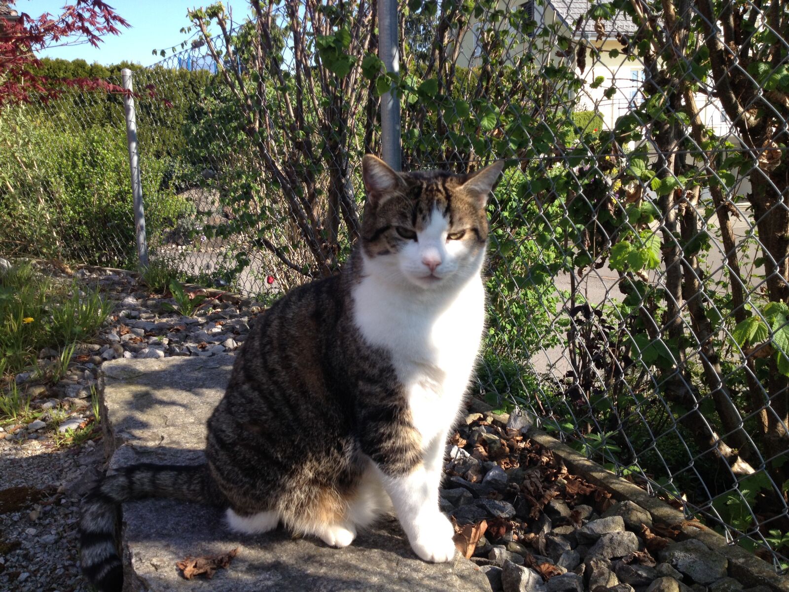 iPhone 4S back camera 4.28mm f/2.4 sample photo. Cat, observation, domestic cat photography