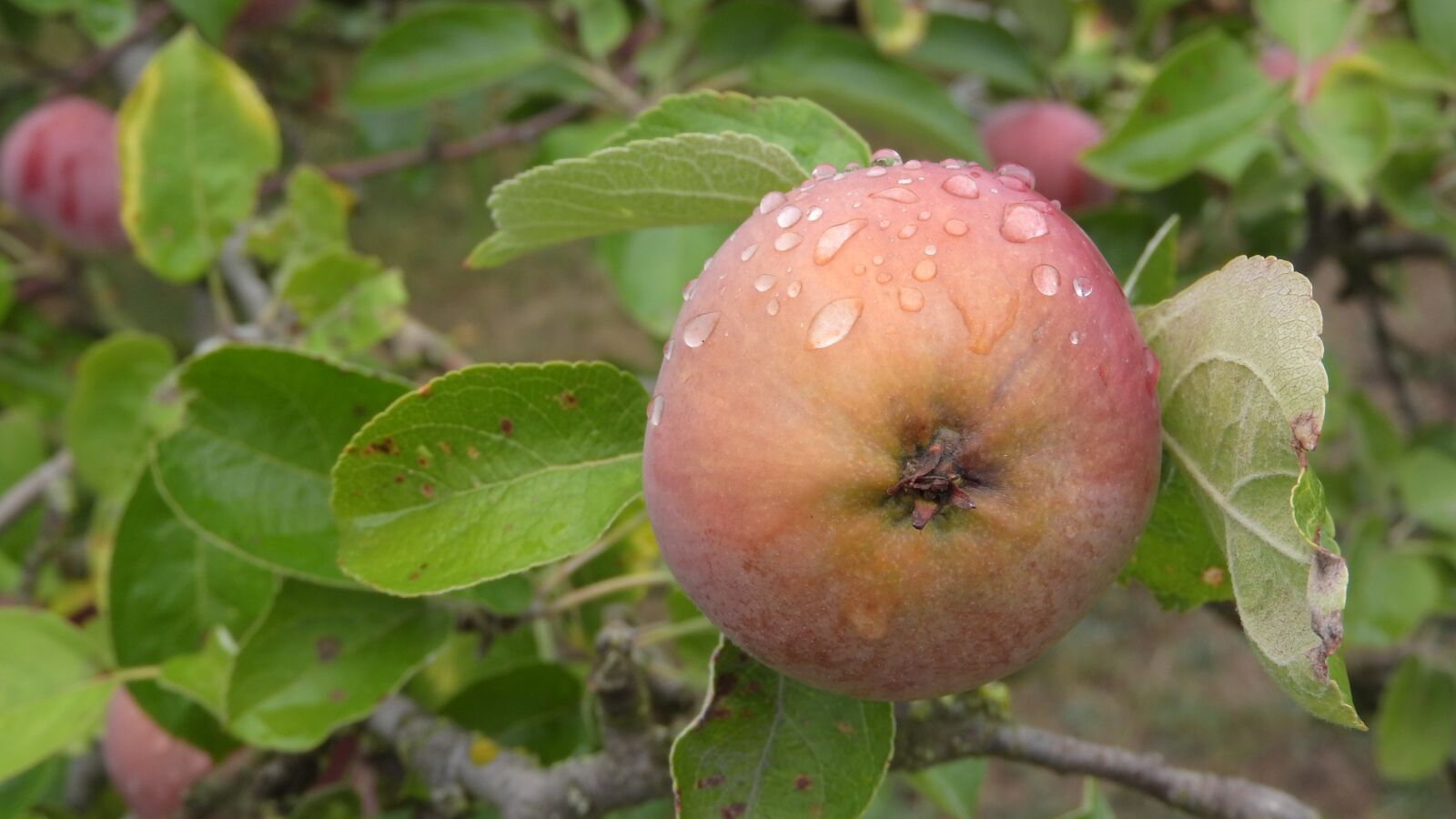 Nikon Coolpix P610 sample photo. Apple, dewy apple, cultivation photography