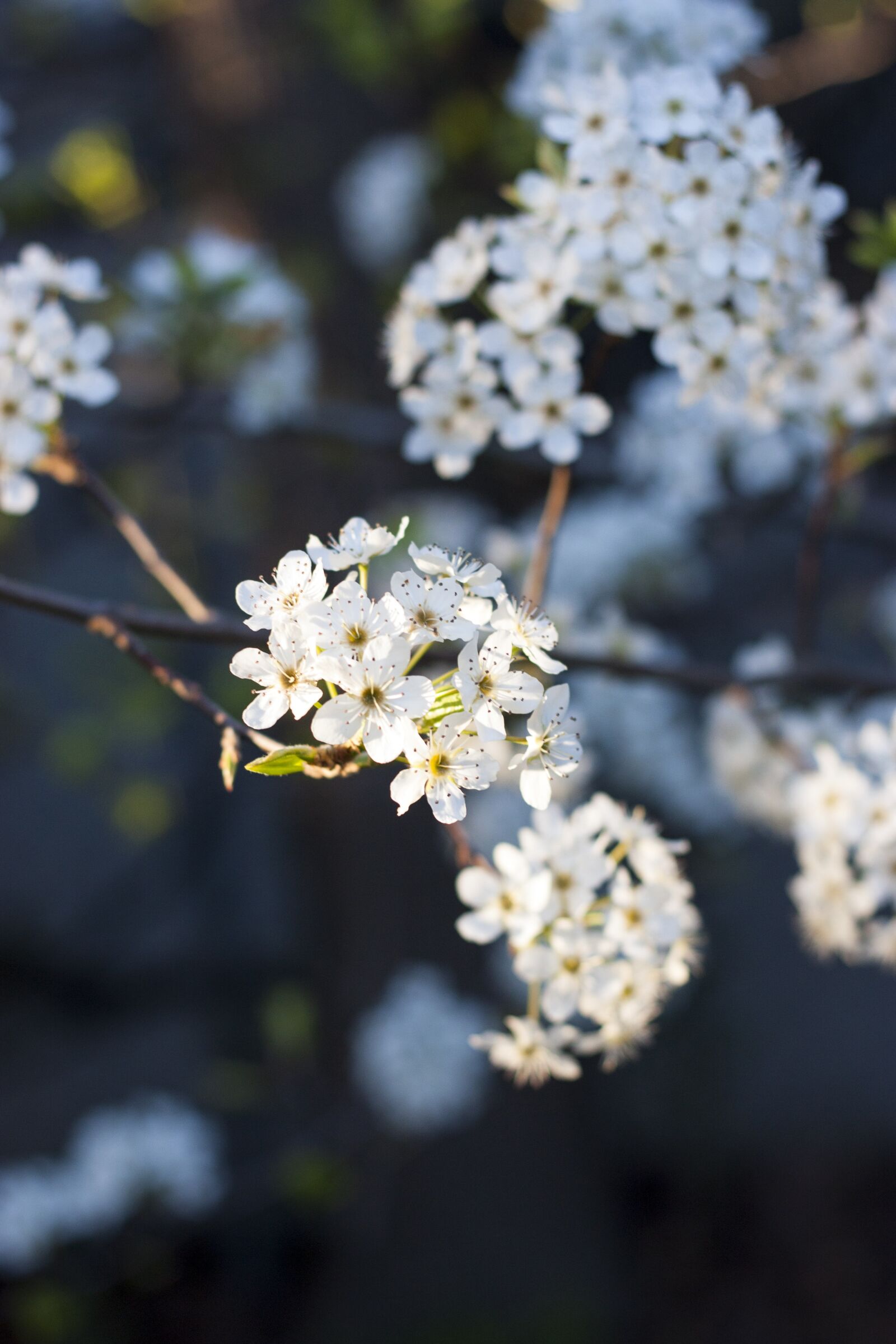Canon EOS 450D (EOS Rebel XSi / EOS Kiss X2) + Canon EF 50mm F1.8 II sample photo. Spring, blooms, blossom photography