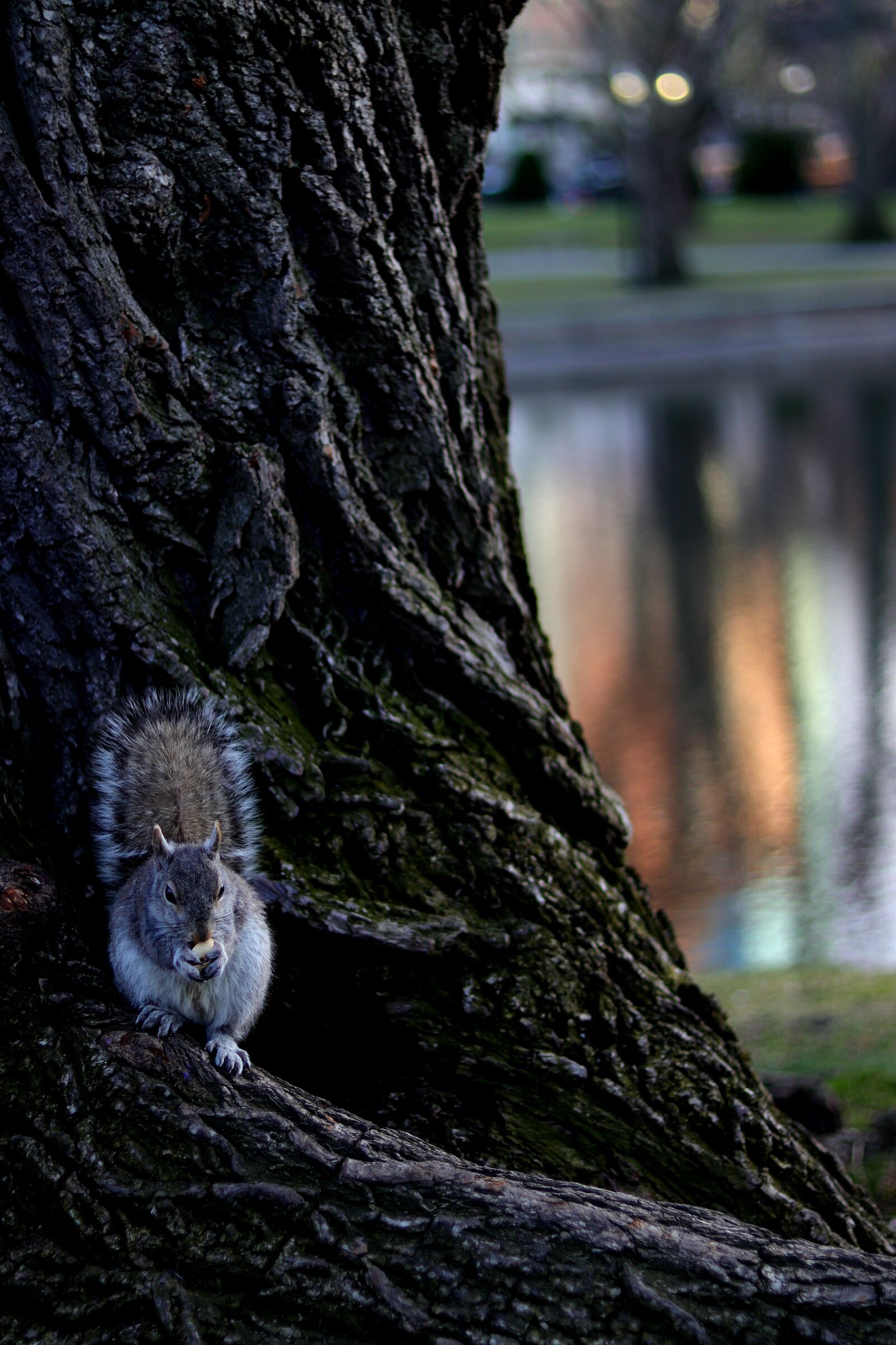Canon EOS 800D (EOS Rebel T7i / EOS Kiss X9i) sample photo. Grey squirrel, eating pistachio photography