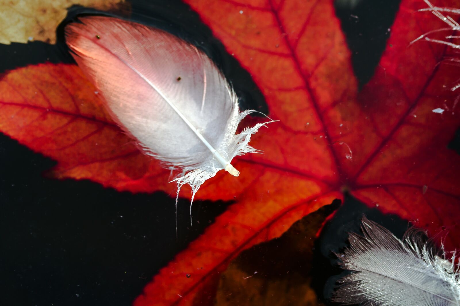 Canon EF-S 60mm F2.8 Macro USM sample photo. Water, water surface, feather photography