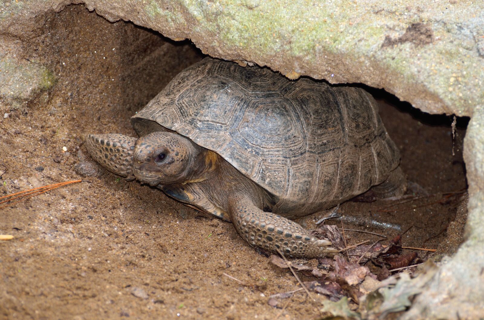Nikon D7000 sample photo. Gopher turtle, wildlife, reptile photography