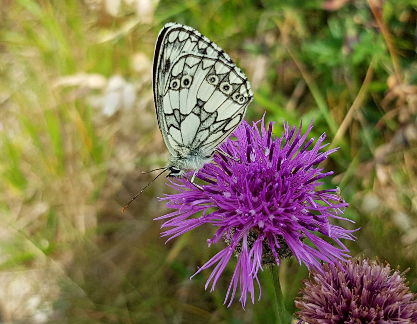 Samsung Galaxy S7 sample photo. Butterfly, checkered butterfly, insect photography