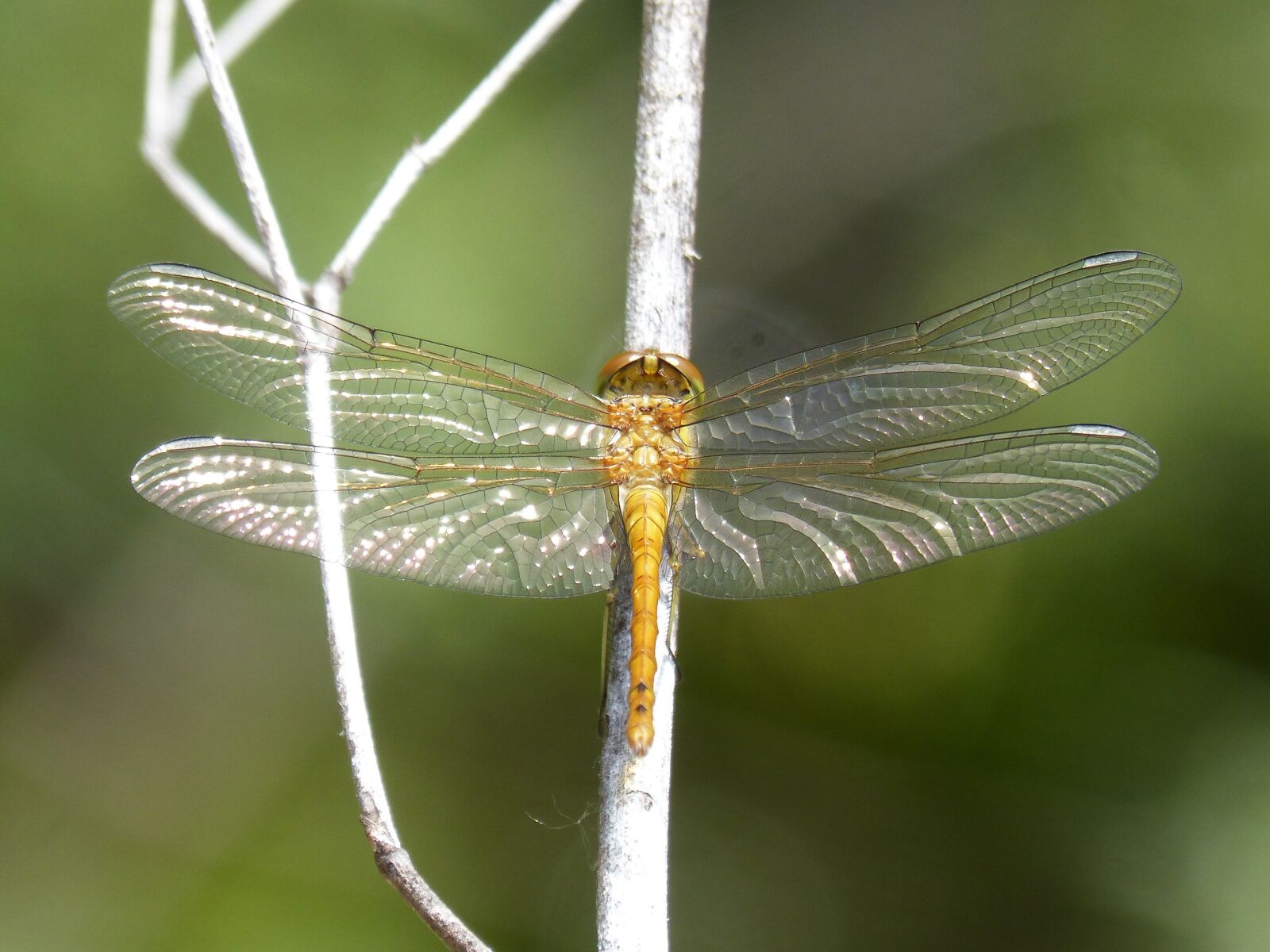 Panasonic DMC-FZ62 sample photo. Ib lula, yellow dragonfly photography