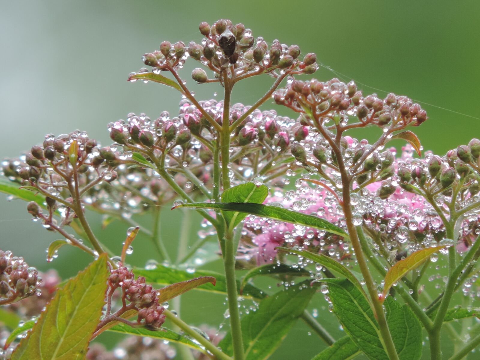 Nikon Coolpix P520 sample photo. Spirea, pink, flower photography