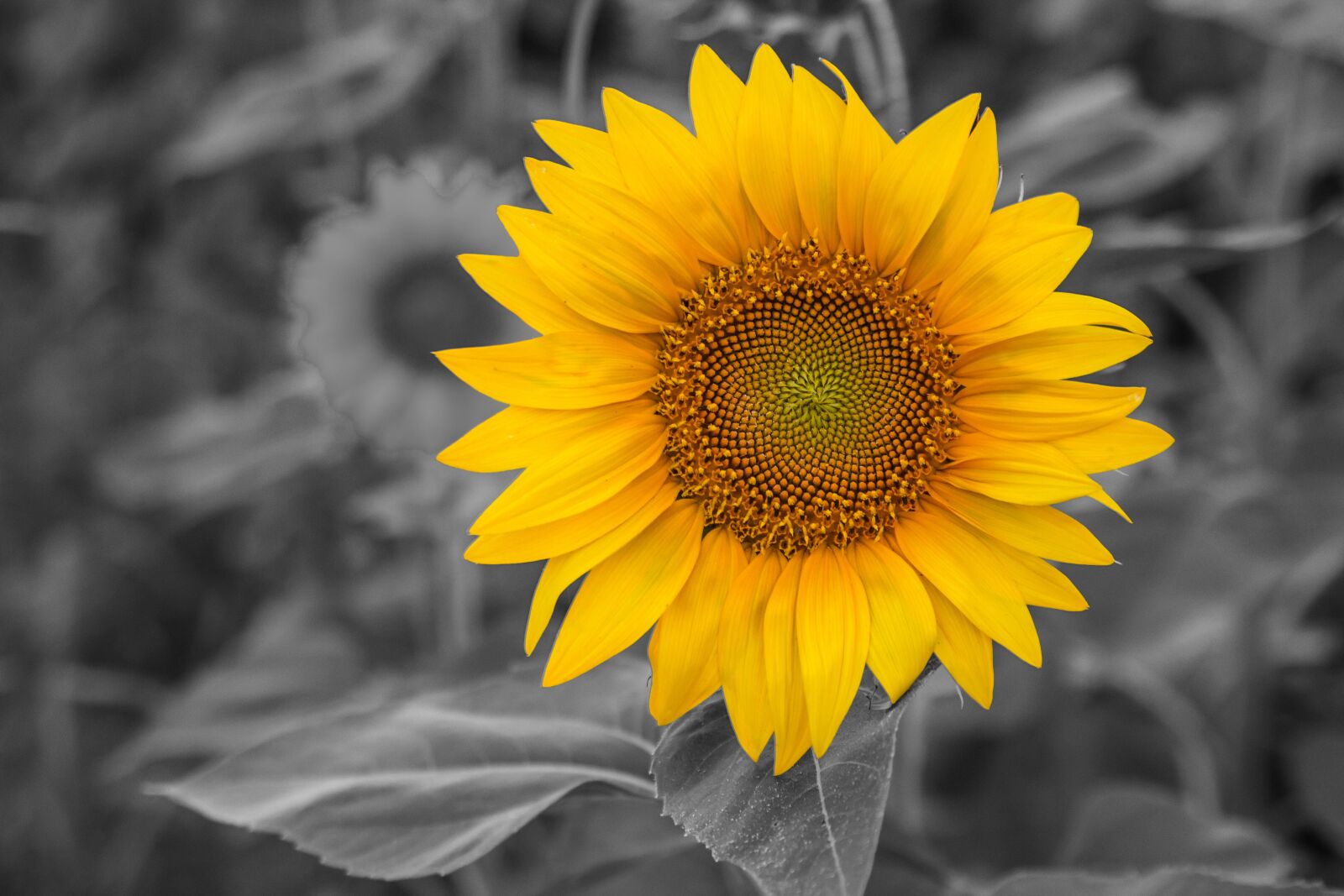 Canon EOS 600D (Rebel EOS T3i / EOS Kiss X5) sample photo. Sunflower, natural, field photography