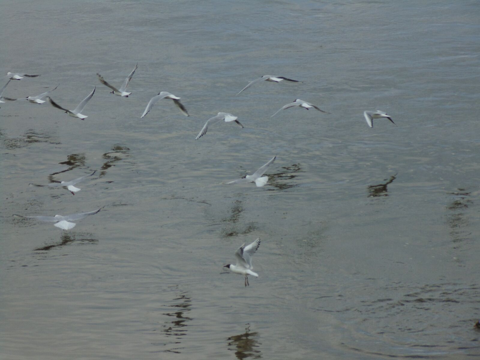 Sony Cyber-shot DSC-H200 sample photo. Seagull, bird, sea photography