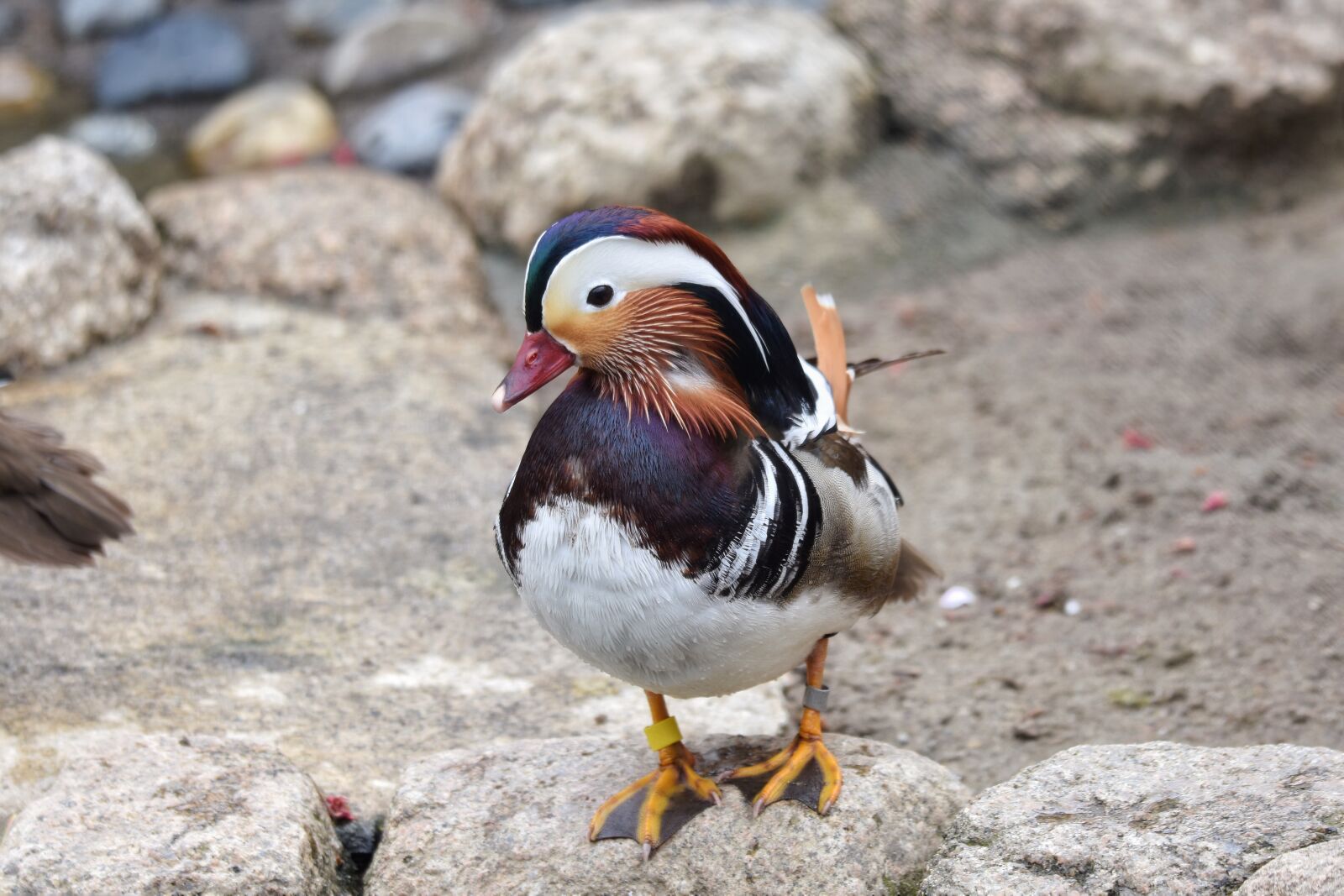 Nikon D7200 sample photo. Animal, stone, bird photography