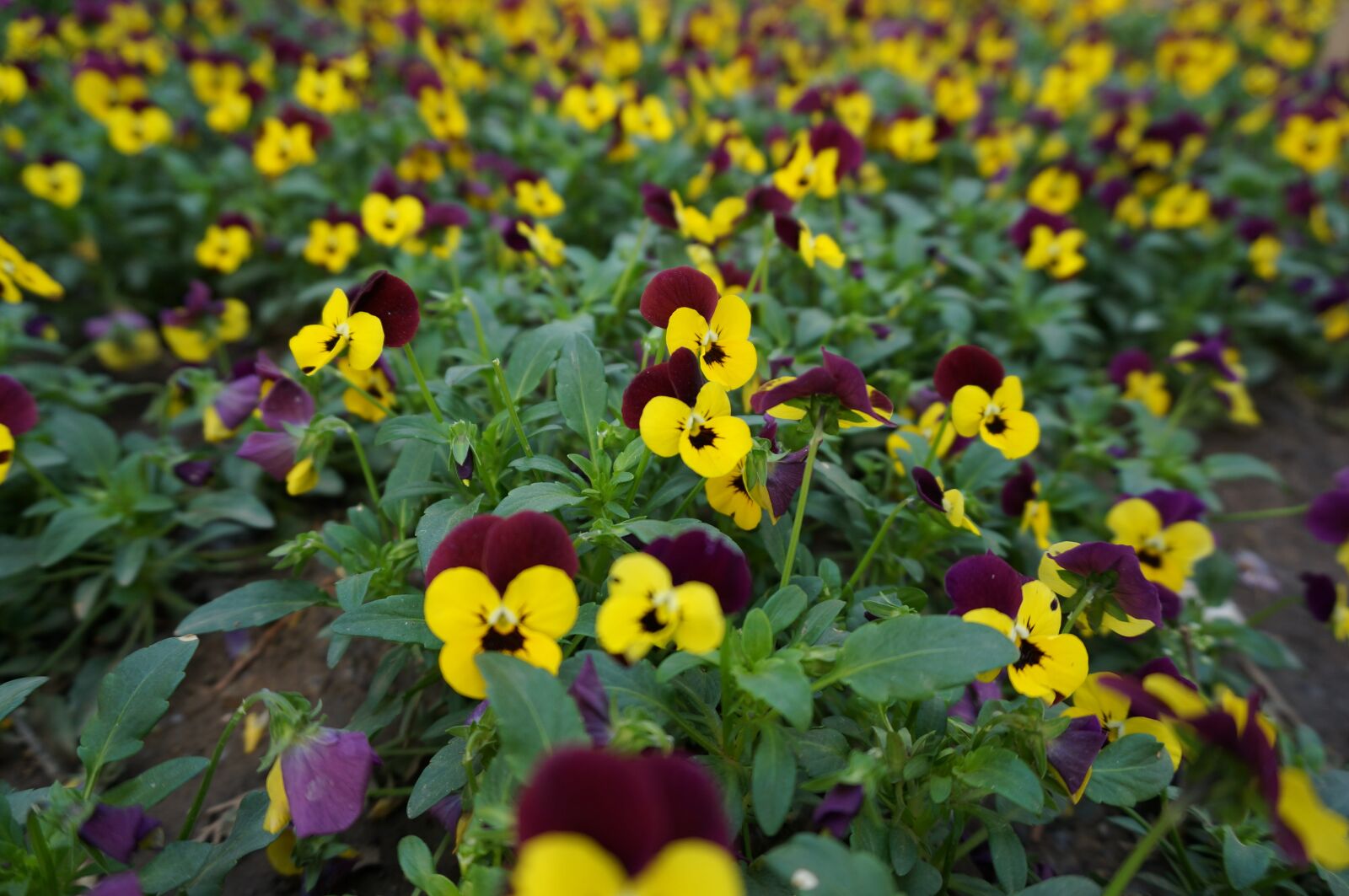 Sony Alpha NEX-5T sample photo. Flower, a small spike photography