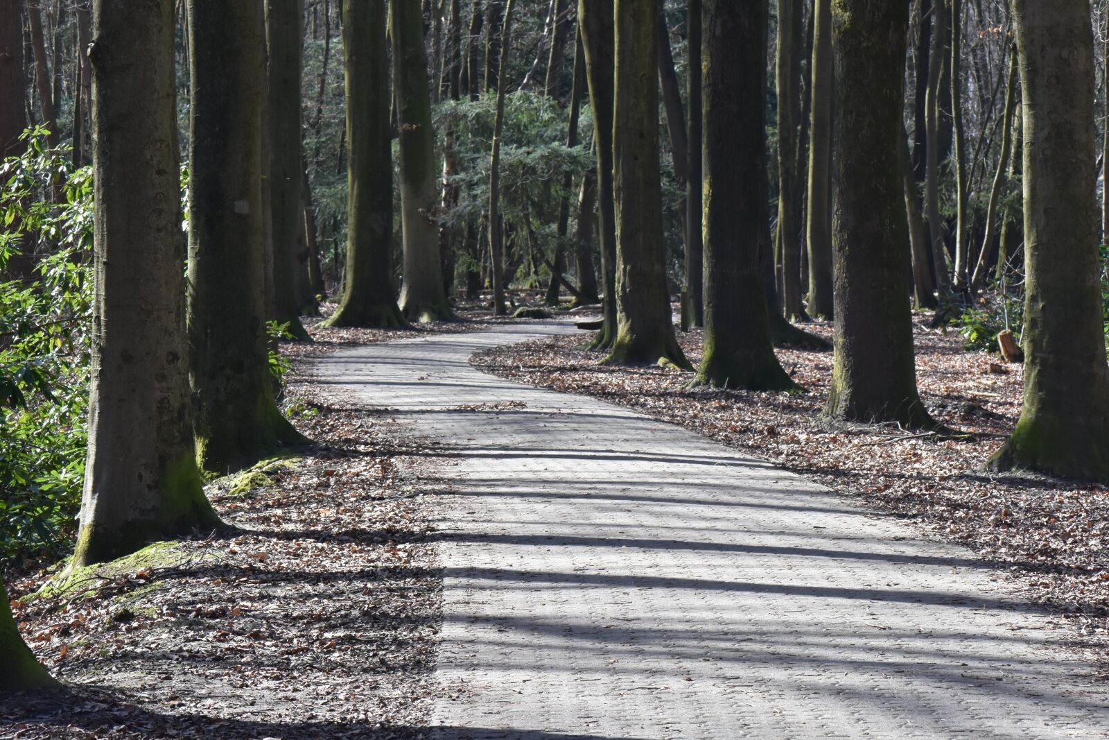Nikon D7200 sample photo. Forest, path, trees photography