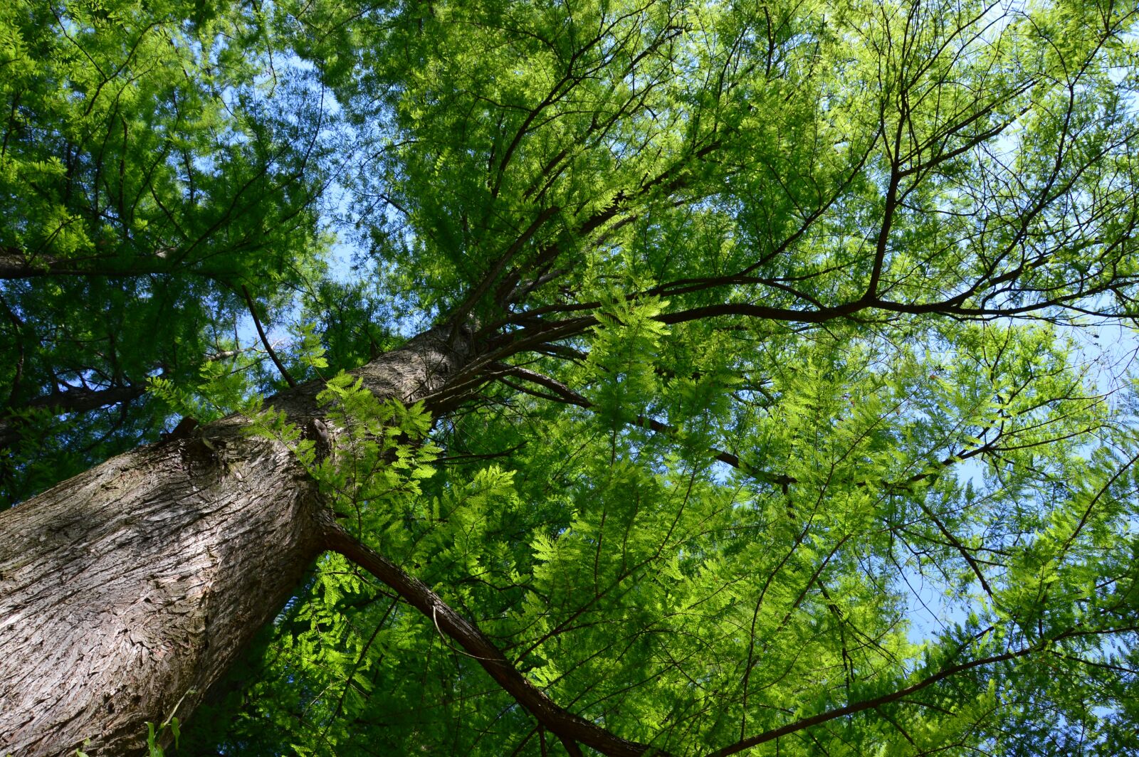 Nikon D3200 sample photo. Wood, forest, nature photography