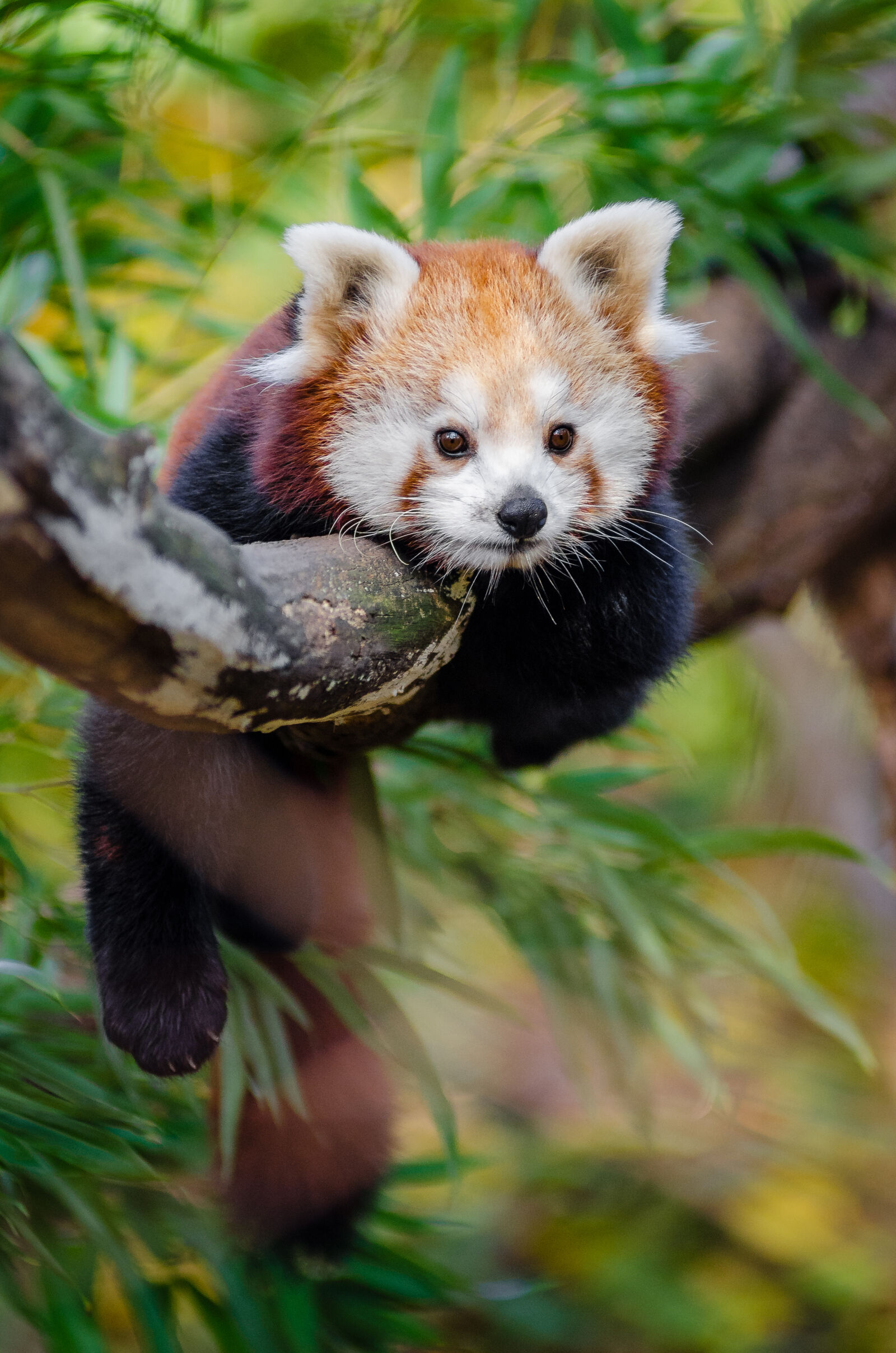 AF Zoom-Nikkor 80-200mm f/2.8 ED sample photo