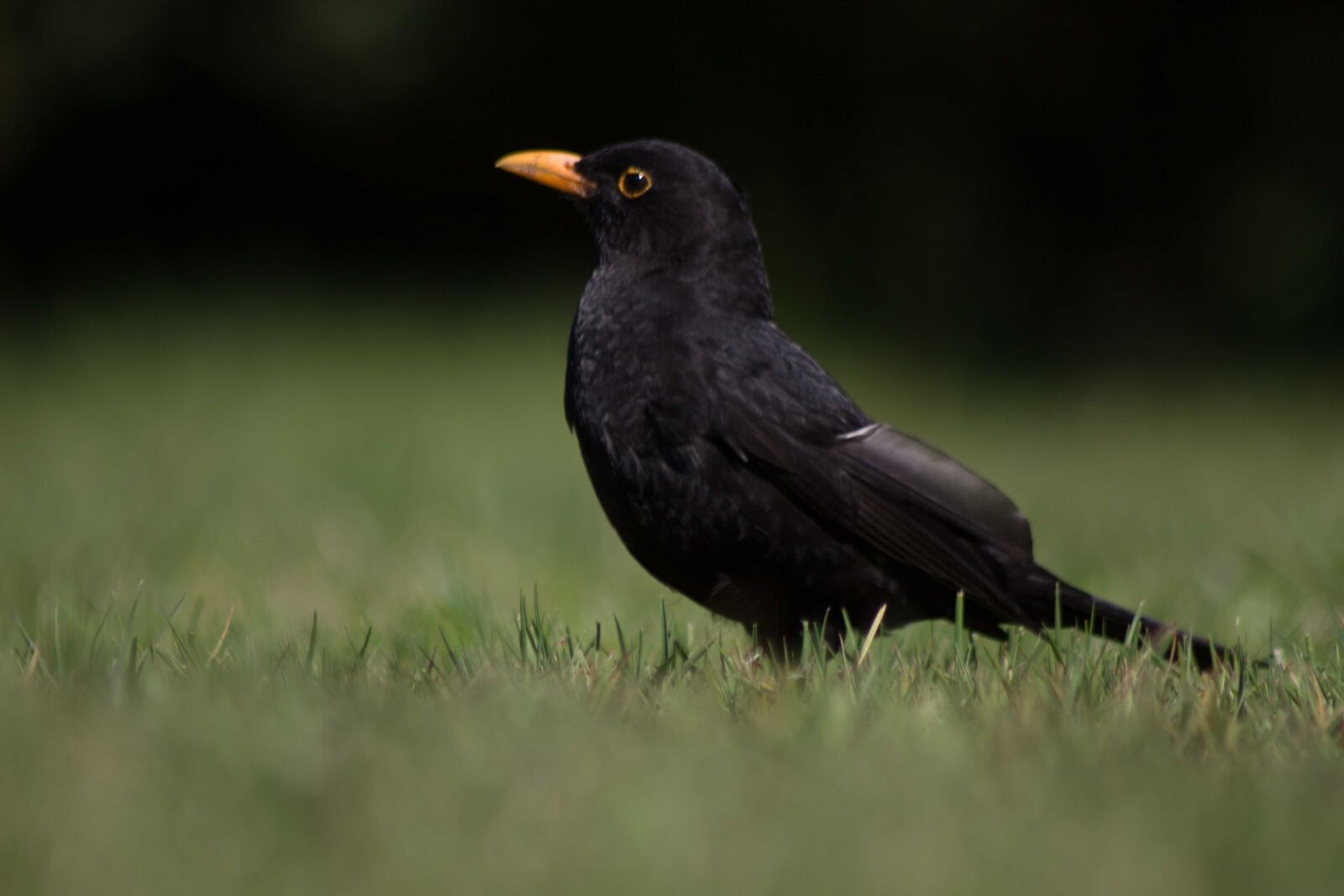 Canon EOS 700D (EOS Rebel T5i / EOS Kiss X7i) sample photo. Blackbird, bird, animal photography