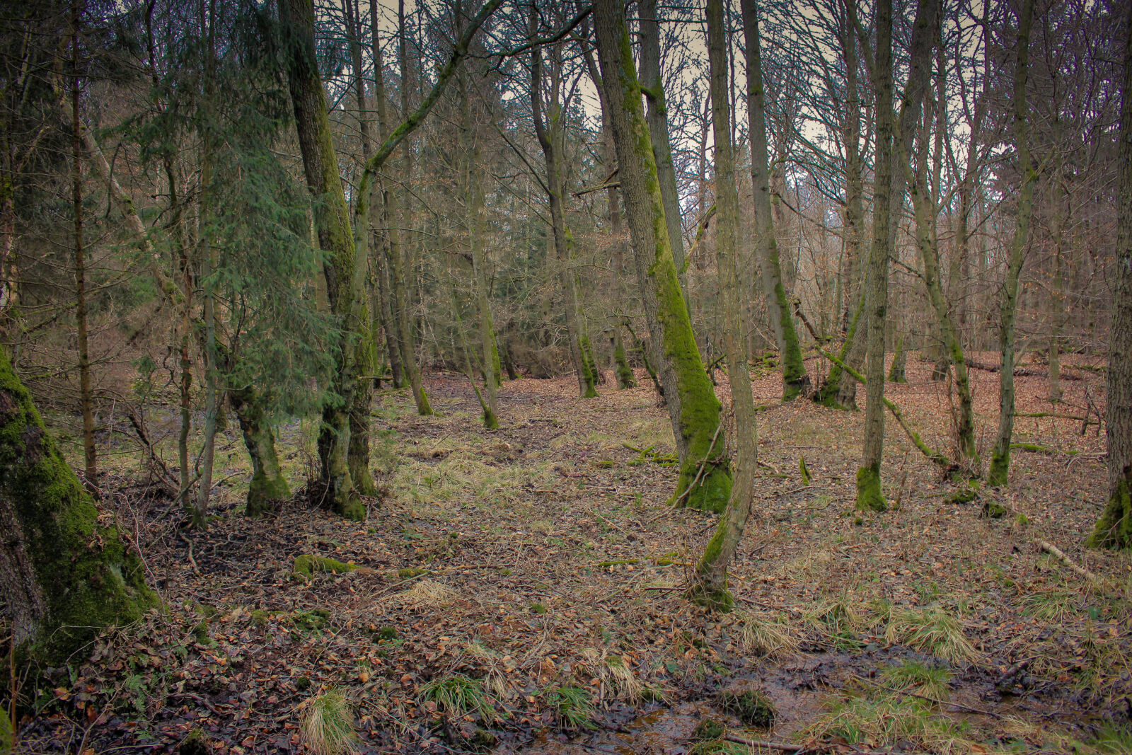 Canon EOS 700D (EOS Rebel T5i / EOS Kiss X7i) sample photo. Dark, forest, hunsruck, mystical photography