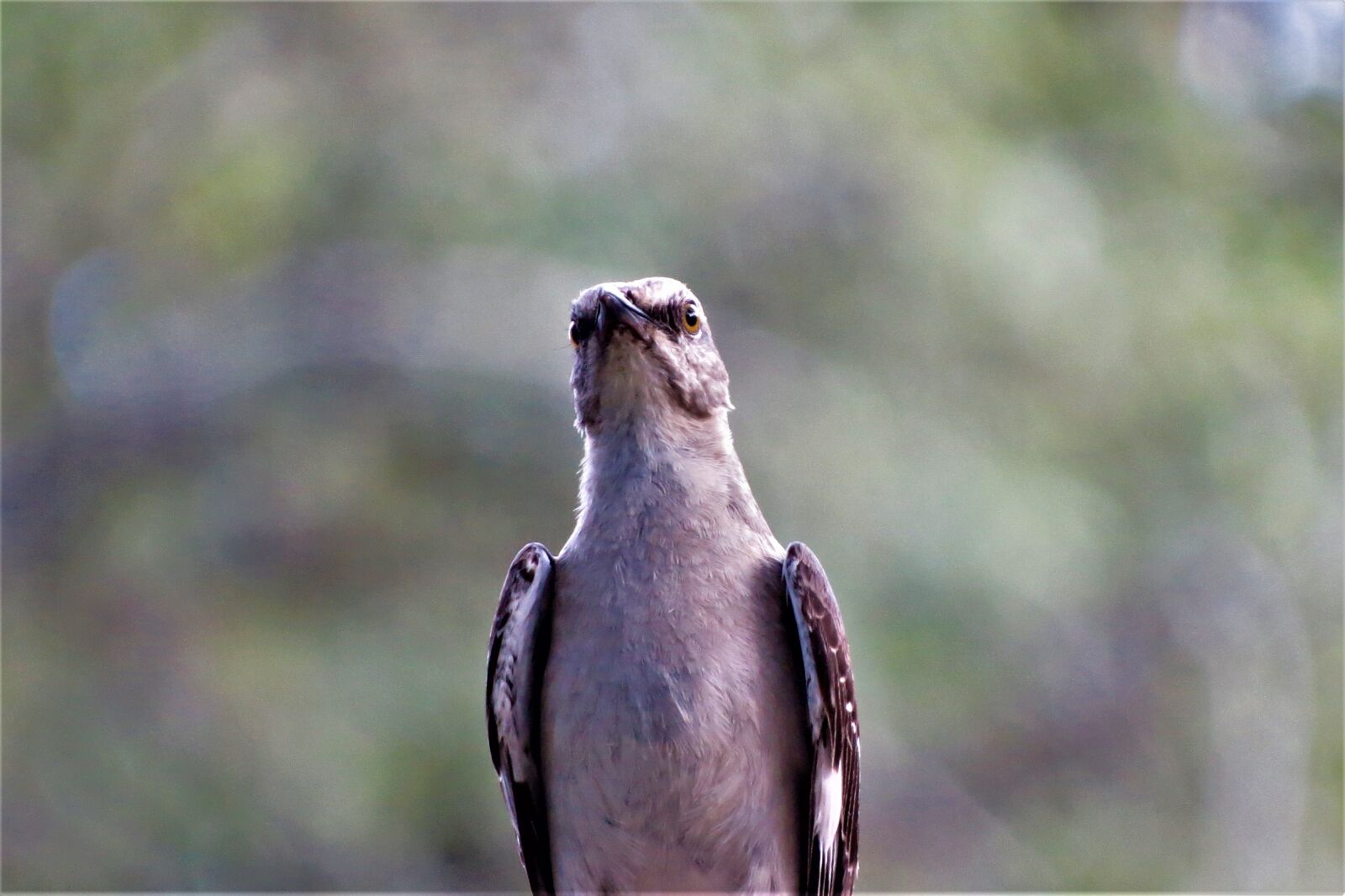Canon PowerShot SX50 HS sample photo. Bird, mocking bird, songbird photography