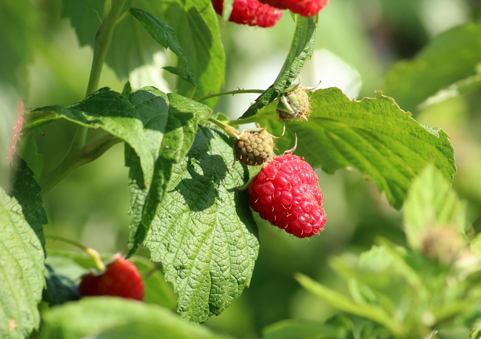 Canon EOS 1200D (EOS Rebel T5 / EOS Kiss X70 / EOS Hi) sample photo. Raspberries, summer, mature photography