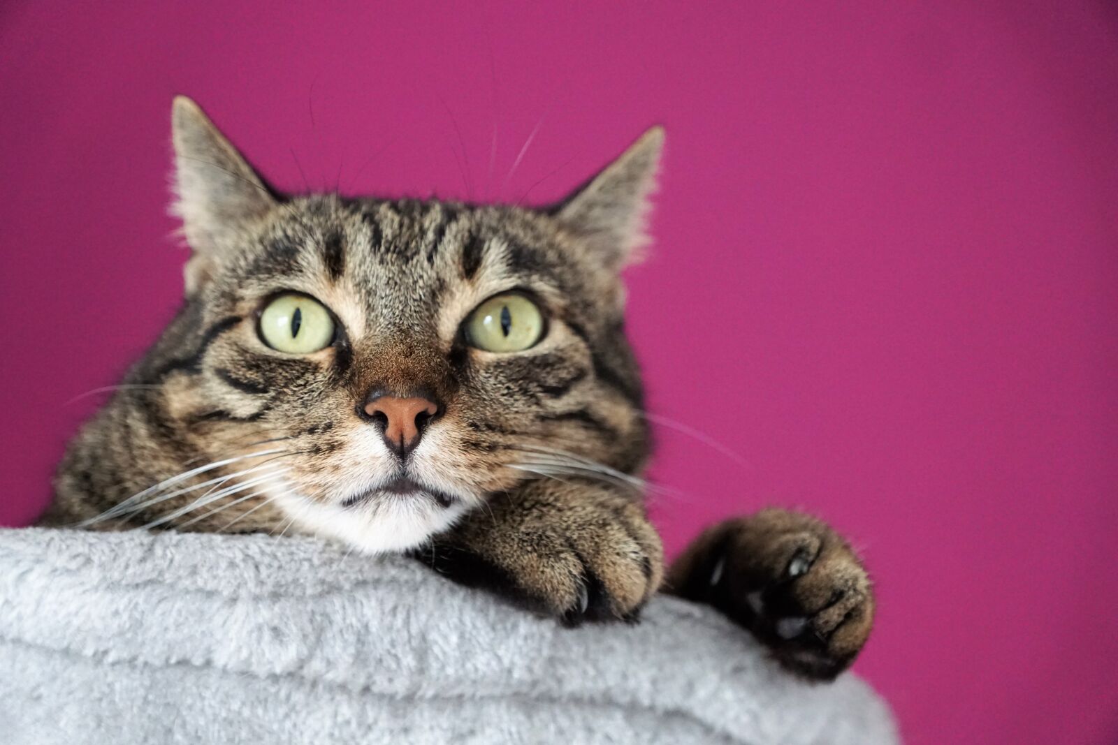 Sony ILCA-77M2 + Sony DT 16-50mm F2.8 SSM sample photo. Cat, tiger, animal photography