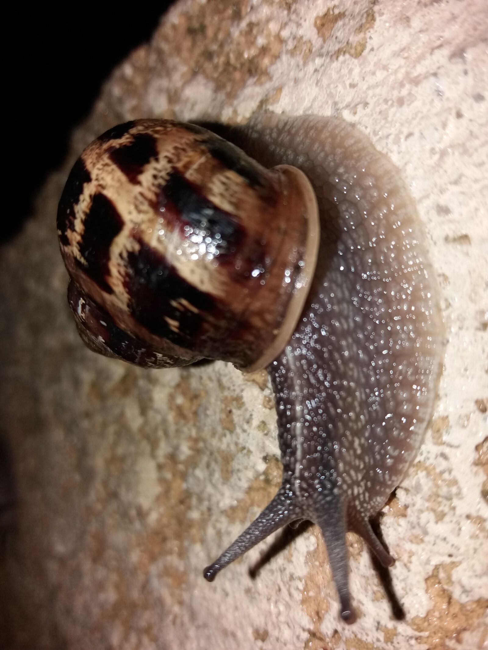 Samsung Galaxy J5(2016) sample photo. Snail, nature, night photography