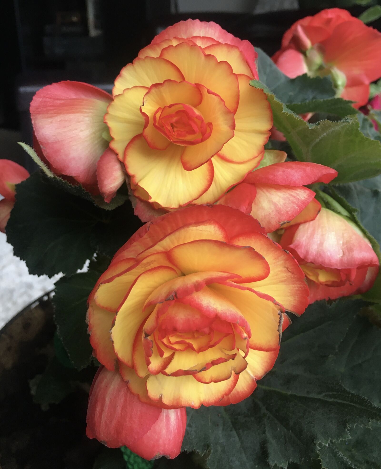 Apple iPhone 6s sample photo. Begonia, flowers, bloom photography