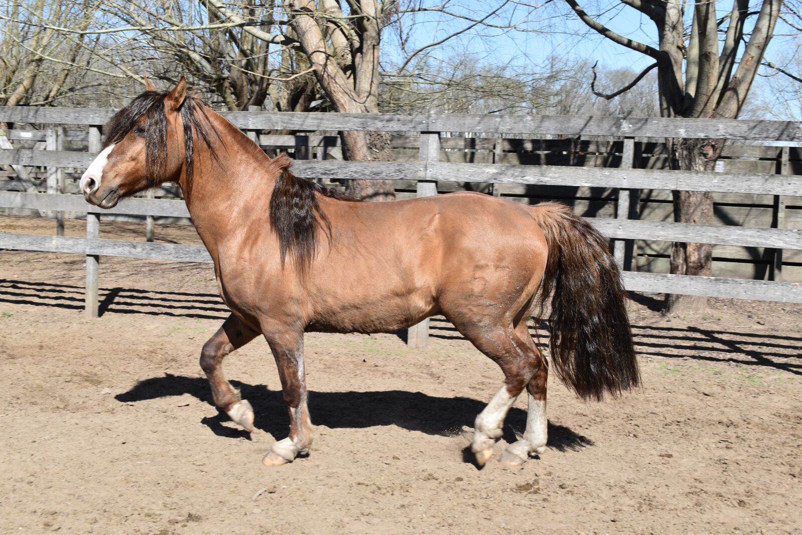 Nikon D5600 sample photo. Boar, horse, creole photography