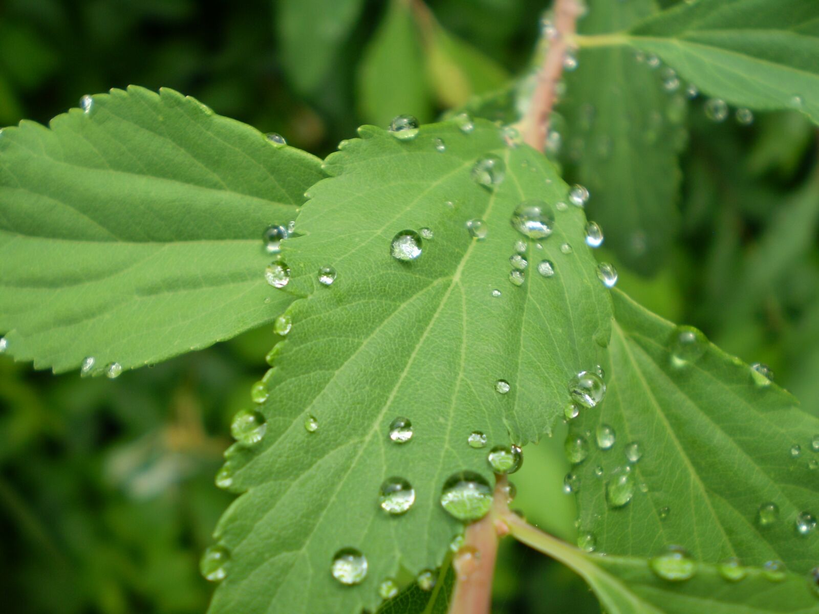 Olympus FE210,X775 sample photo. Leaves, rain, drops photography