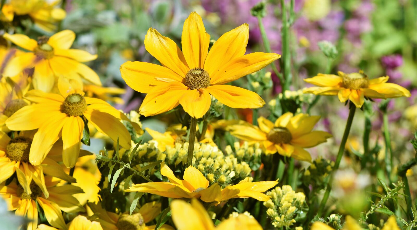 Nikon D7200 sample photo. Flower bed, flower meadow photography
