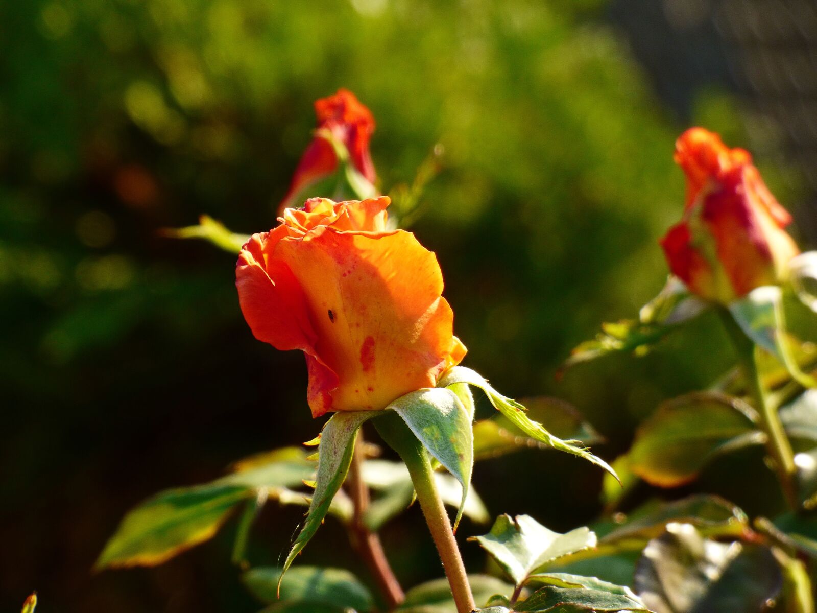 Panasonic DMC-FZ72 sample photo. Rose, plant, garden photography