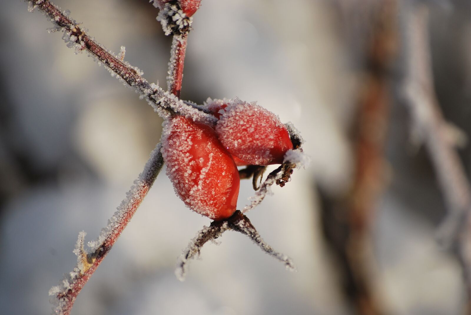 Nikon D60 sample photo. Rose hips, winter, frost photography