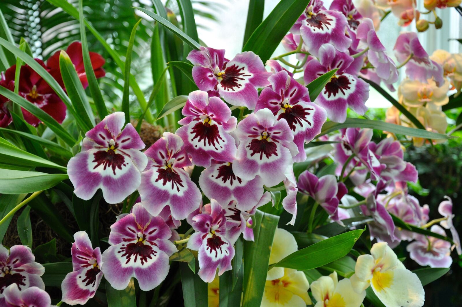 Nikon D5000 sample photo. Orchids, flowers, ny botanical photography