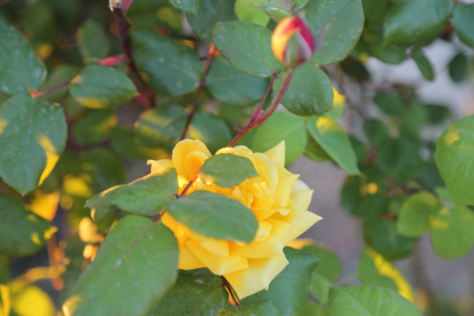 Canon EF 24-105mm F4L IS USM sample photo. Rose, yellow rose, leaves photography