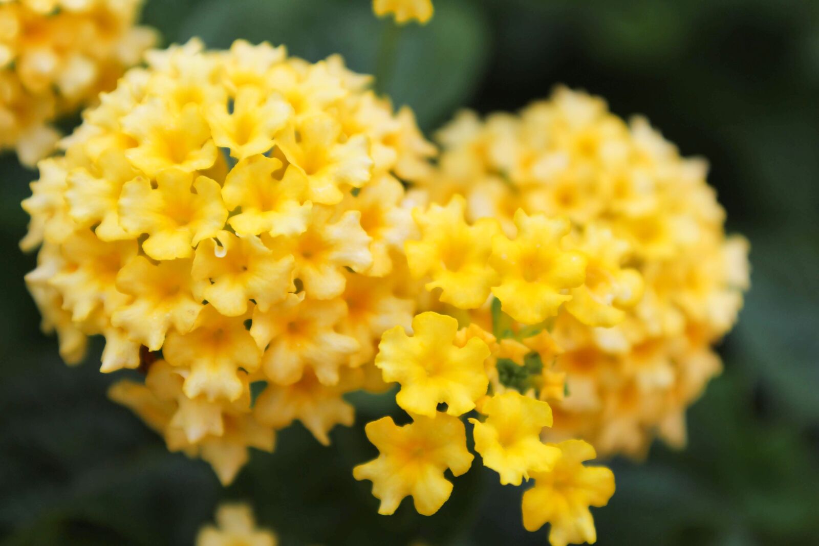 Canon EOS 1300D (EOS Rebel T6 / EOS Kiss X80) sample photo. Flower, yellow, nature photography