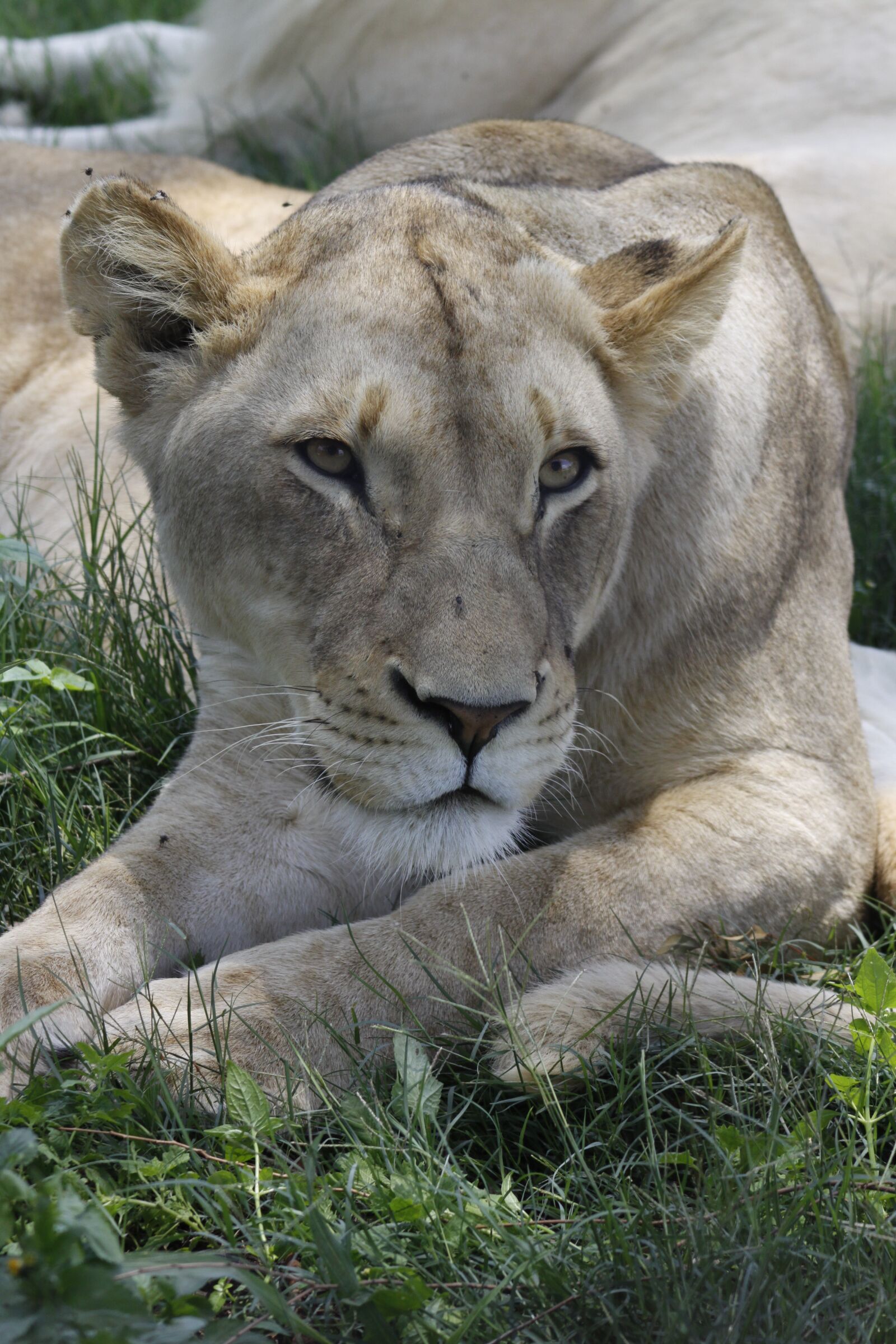 Canon EOS 50D sample photo. Animal world, lion, mammal photography