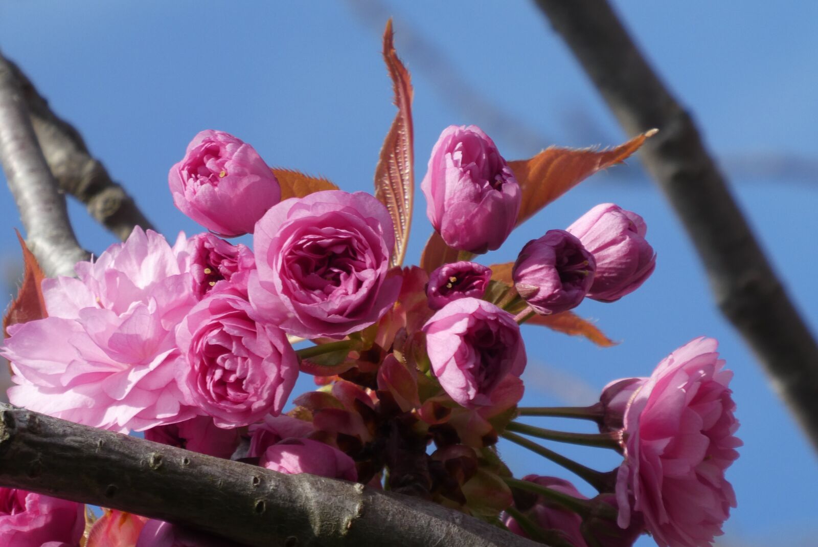 Panasonic Lumix DC-ZS70 (Lumix DC-TZ90) sample photo. Blossom, ornamental cherry, bloom photography