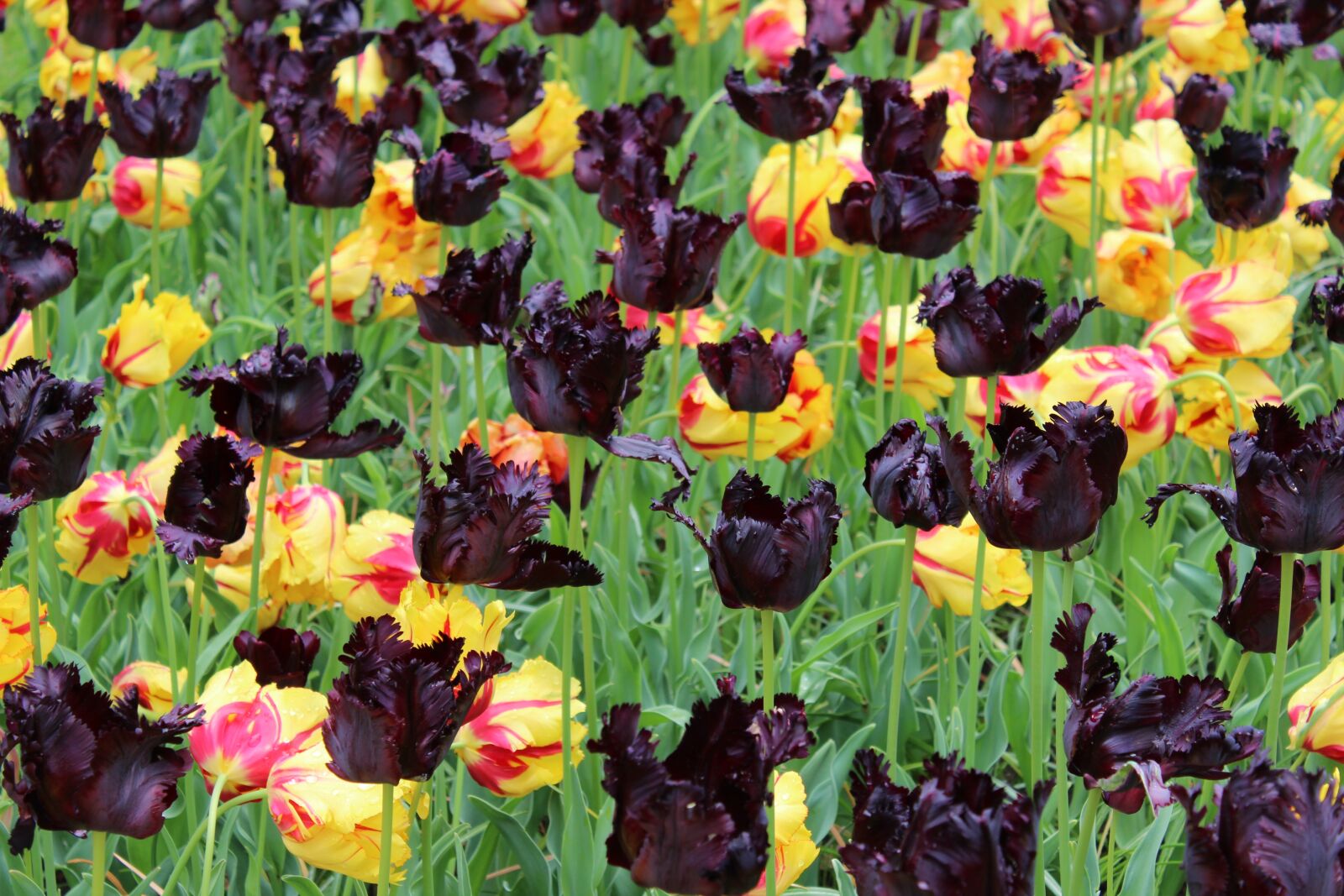 Canon EOS 1200D (EOS Rebel T5 / EOS Kiss X70 / EOS Hi) sample photo. Holland, park, keukenhof photography