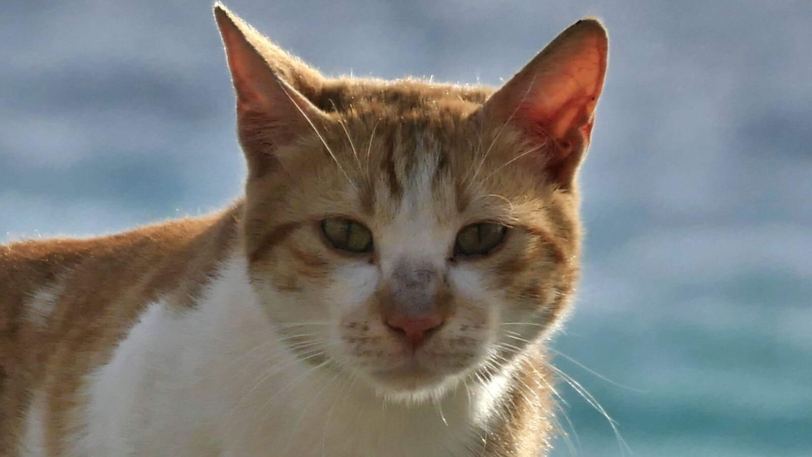 Panasonic Lumix DMC-FZ1000 sample photo. Cat, pet, futrzak photography