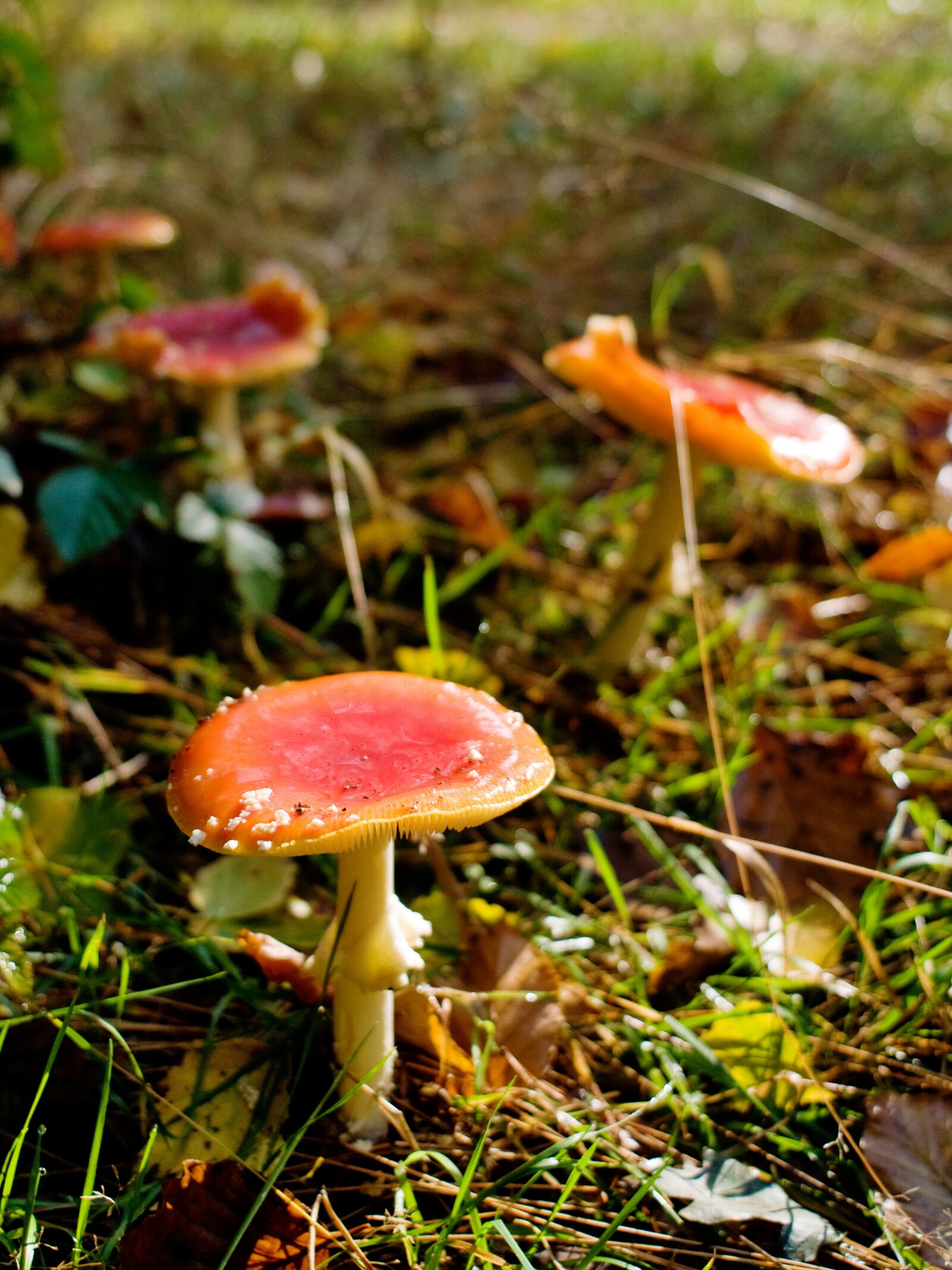 Nikon D90 sample photo. Mushrooms, forest, autumn photography