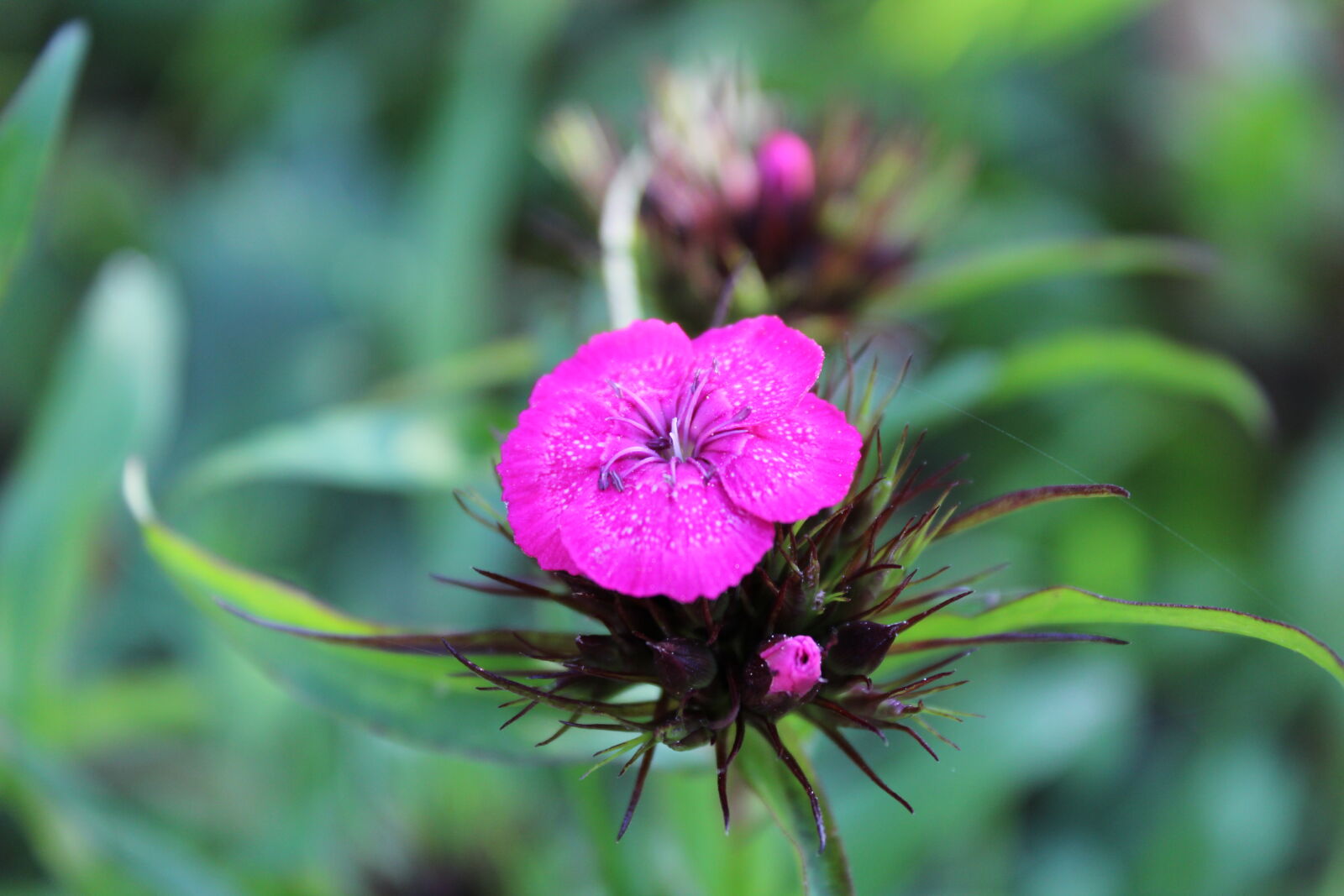 Canon EOS 1300D (EOS Rebel T6 / EOS Kiss X80) sample photo. Flower, macro, purple, purple photography