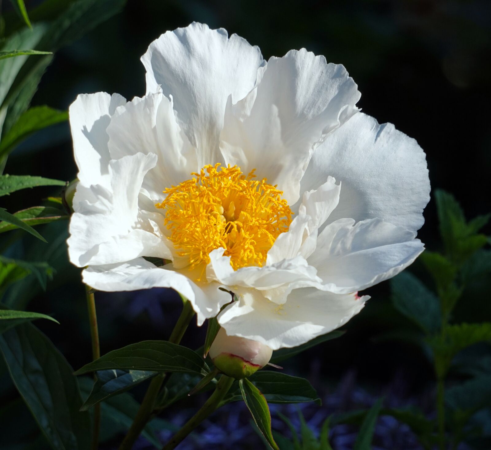 Sony Alpha a5000 (ILCE 5000) + Sony E 55-210mm F4.5-6.3 OSS sample photo. Peony, white, flower photography