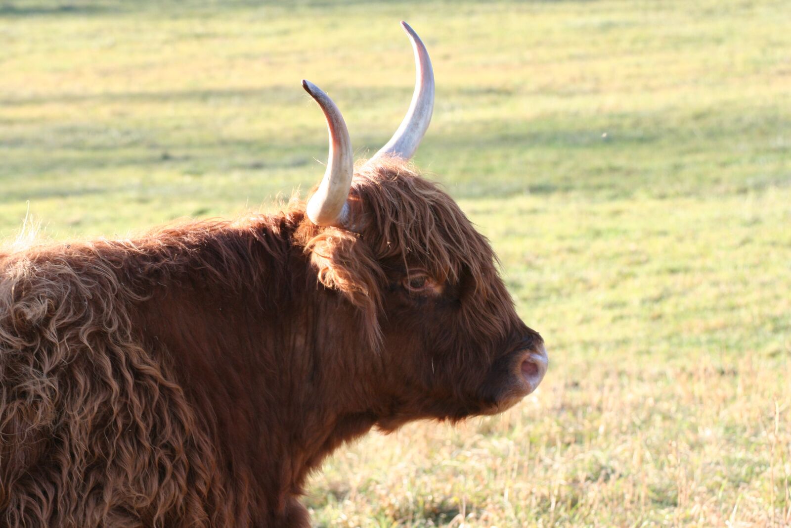 Canon EOS 350D (EOS Digital Rebel XT / EOS Kiss Digital N) sample photo. Beef, highlands, cow photography
