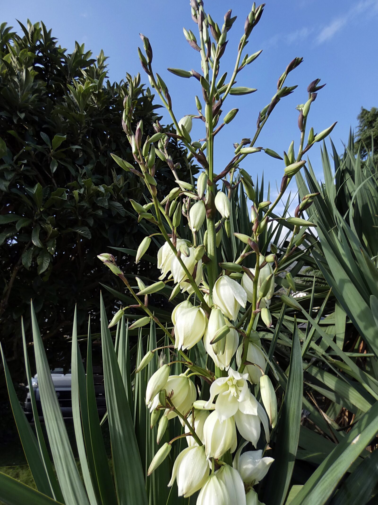 Panasonic Lumix DC-FZ80 (Lumix DC-FZ82) sample photo. Yucca, flowers, white photography