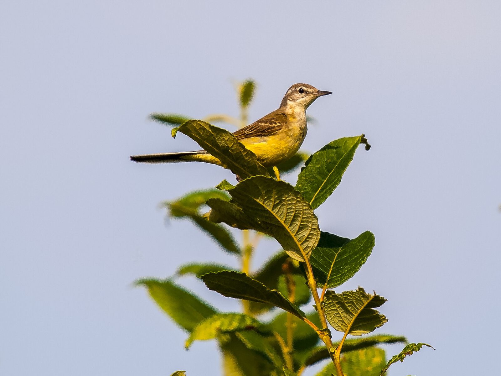 Olympus E-3 sample photo. Yellow wagtail, stilt, bird photography