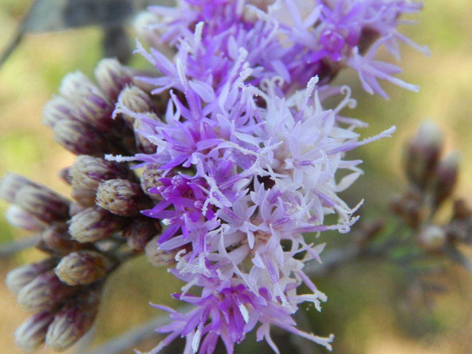 Nikon Coolpix L820 sample photo. Flower, wild, lilac photography