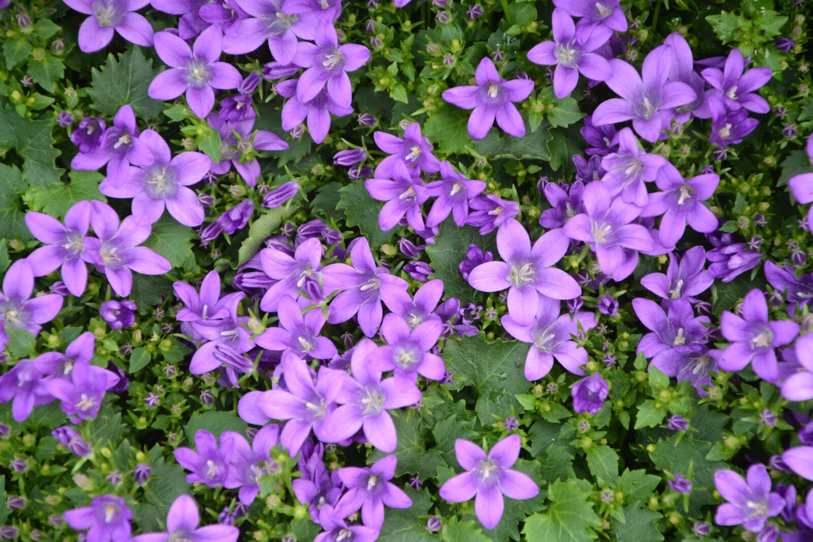 Nikon D5200 sample photo. Campanules, flowers, purple photography
