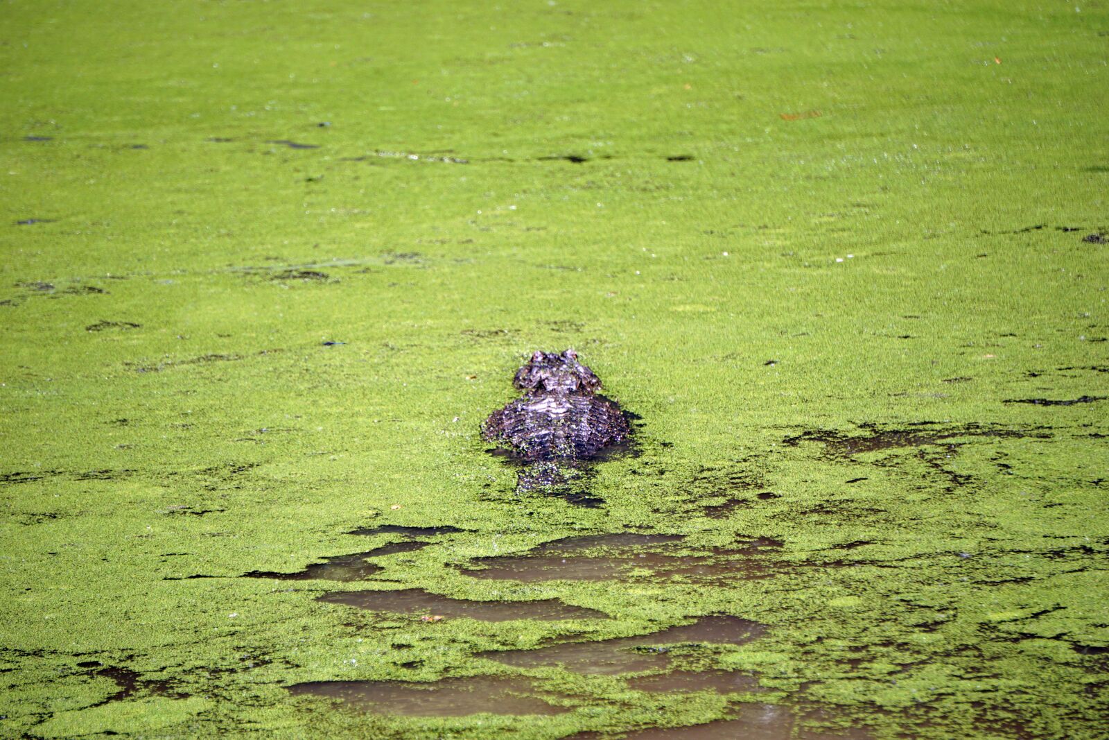 Sony E 55-210mm F4.5-6.3 OSS sample photo. Alligator, reptile, crocodile photography