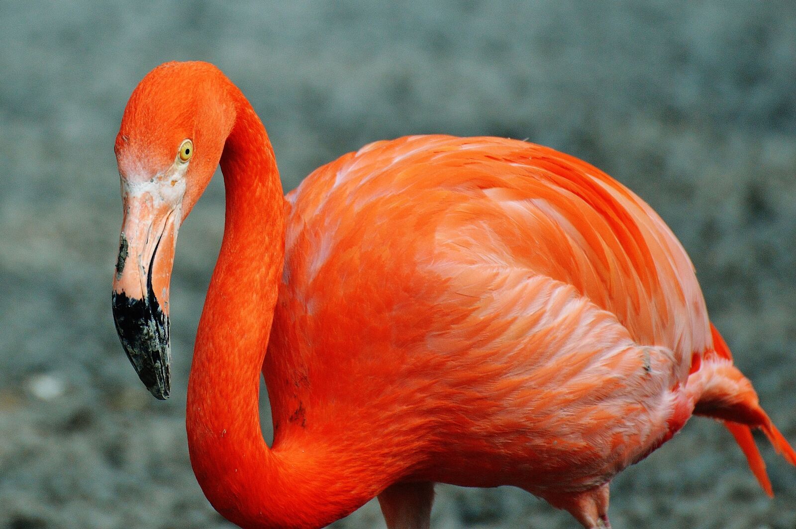 Nikon D3200 sample photo. Flamingo, bird, colorful photography