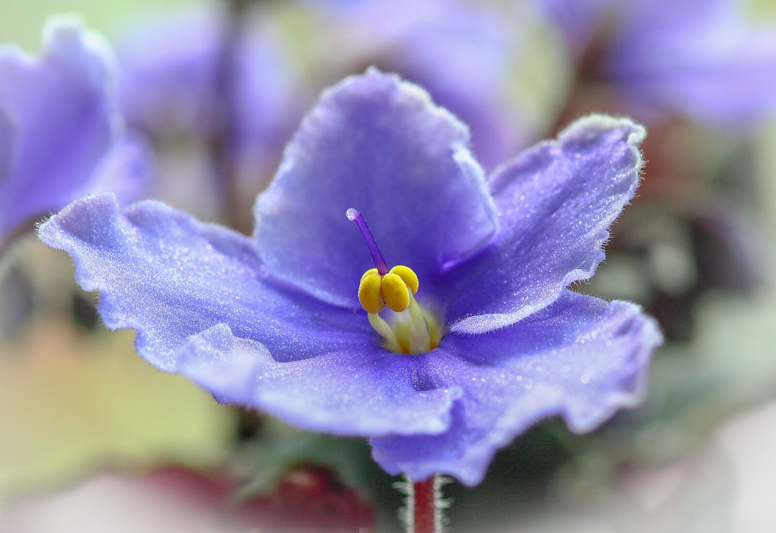 Canon EOS 350D (EOS Digital Rebel XT / EOS Kiss Digital N) sample photo. African violet, flower, violet photography
