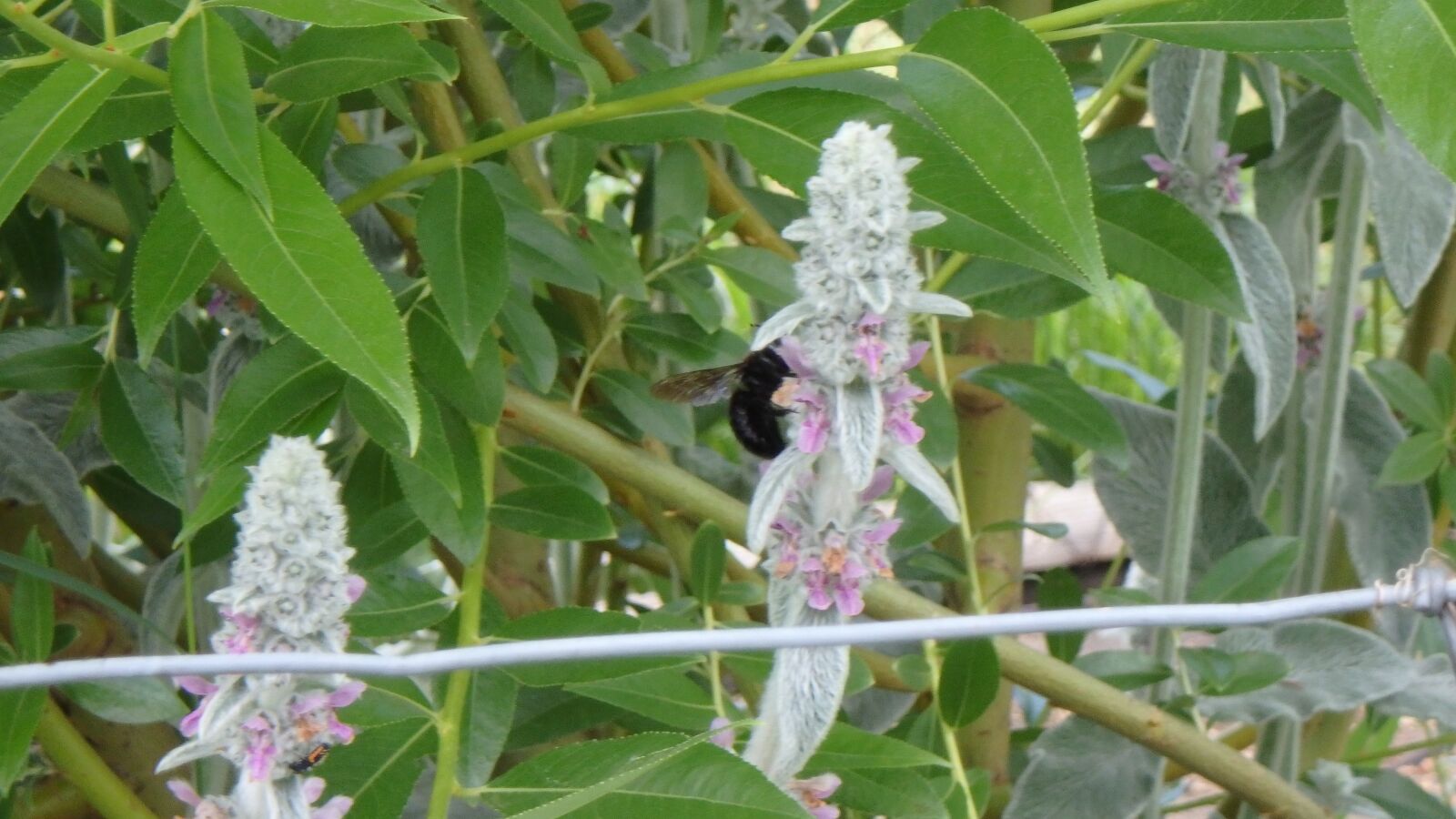 Olympus TG-860 sample photo. Bee, carpenter bee, flower photography