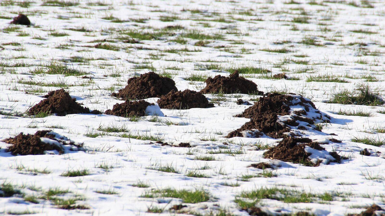 Canon EOS 600D (Rebel EOS T3i / EOS Kiss X5) sample photo. Winter, snow, molehill photography