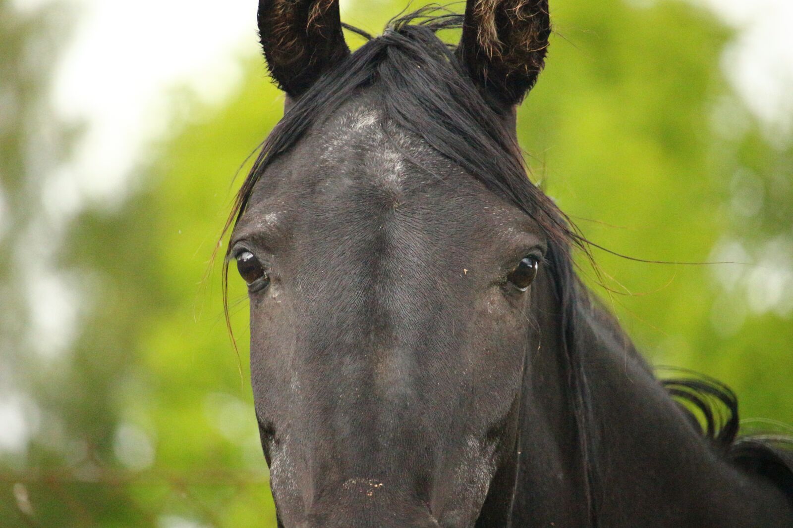 Canon EOS 100D (EOS Rebel SL1 / EOS Kiss X7) sample photo. Horse, mare, horses eye photography
