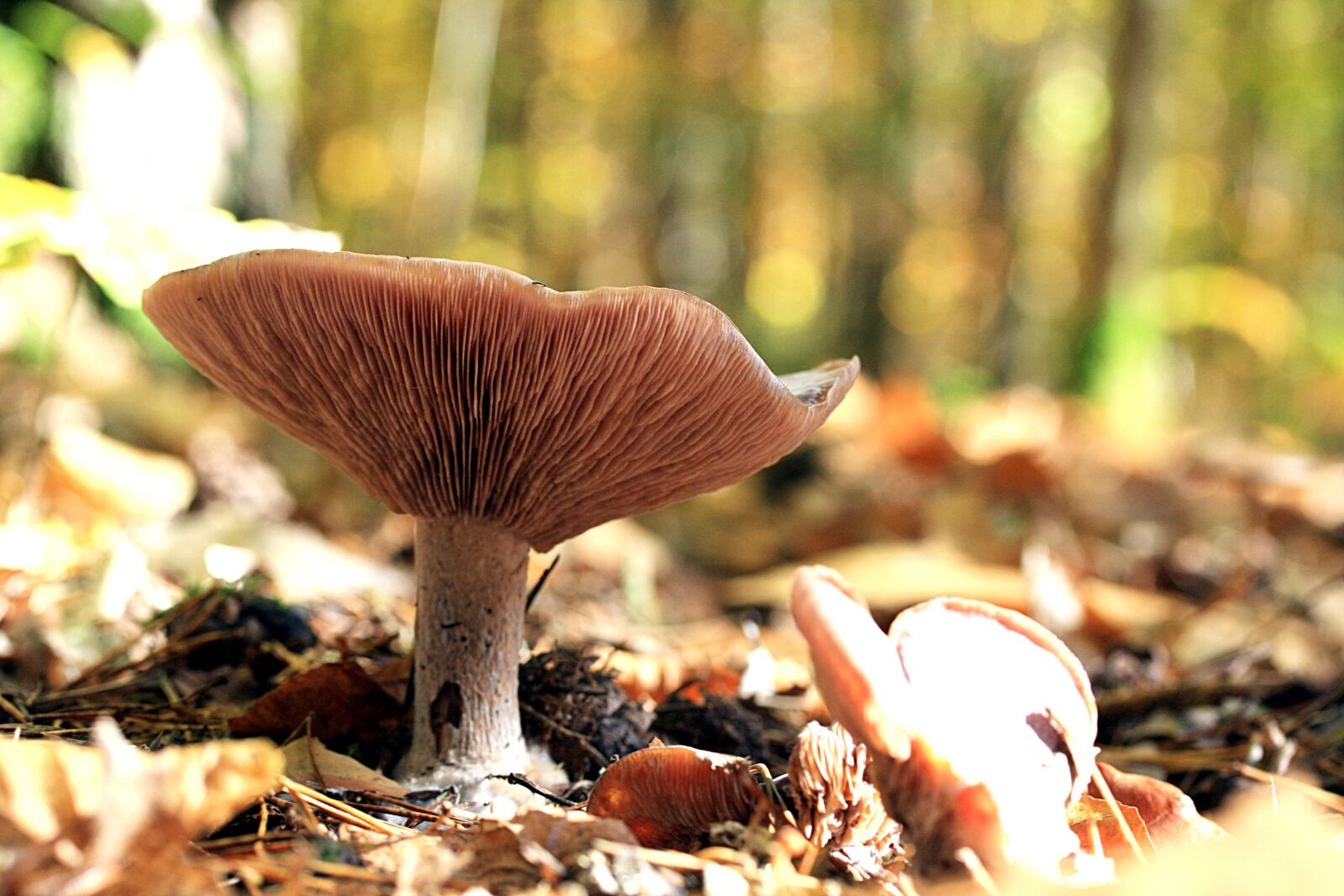 Canon EOS 40D sample photo. Mushroom, nature, autumn photography